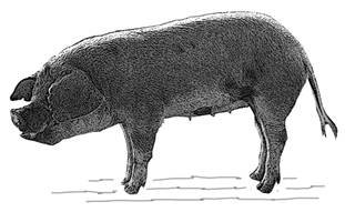 Moo Deng-2-GR.jpg